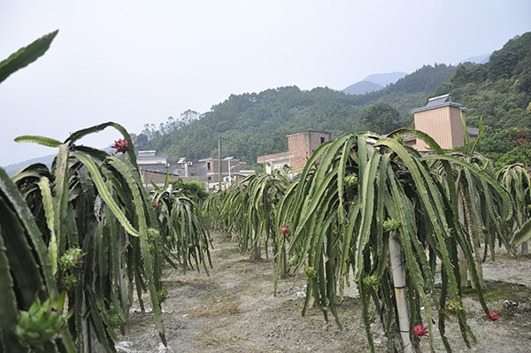 摘火龙果